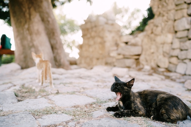 Il gatto nero sta sbadigliando mentre riposa vicino a un edificio in pietra