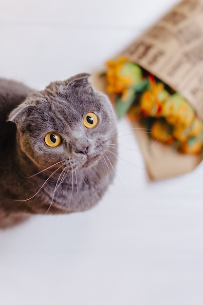 Il gatto osserva verso l&#39;alto seduta su sfondo di fiori