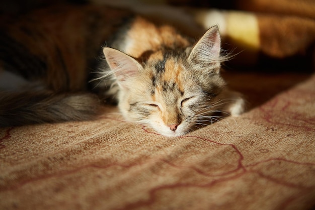 Il gatto pigro dorme sul divano