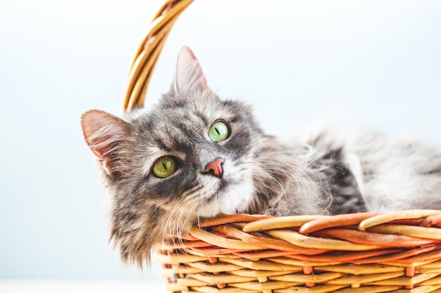 Il gatto pigro lanuginoso grigio si trova in un canestro su un fondo leggero.