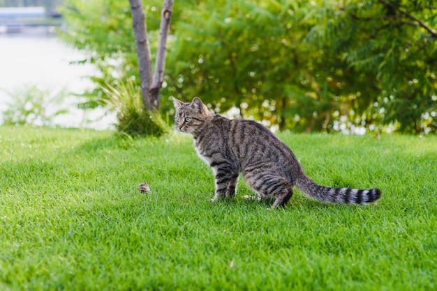 Il gatto prese un topo