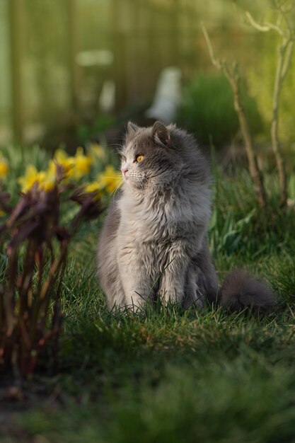 Il gatto primaverile emotivo si siede su un letto di fiori tra molti fiori Il gatto si siede in giardino tra i narcisi colorati