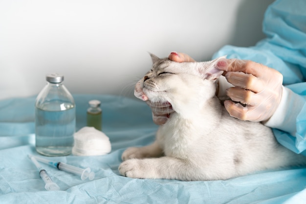 Il gatto purosangue bianco alla reception del veterinario giace sul tavolo che il medico ha esaminato