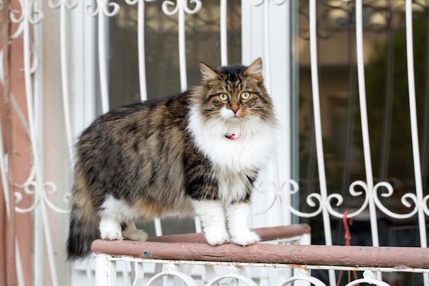 Il gatto randagio. Gatto abbandonato, sconsolato, solo all'aperto.