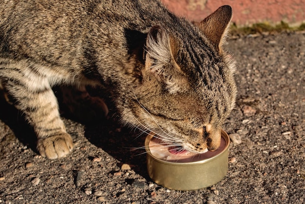 Il gatto randagio soriano mangia la carne da una lattina