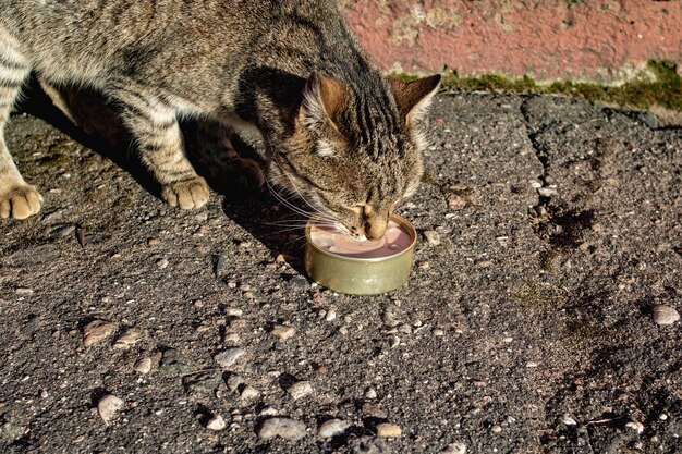 Il gatto randagio soriano mangia la carne dalla lattina