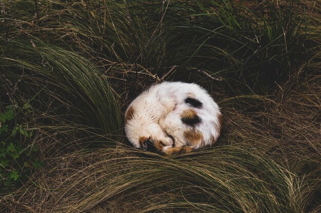 Il gatto rannicchiato nell'erba