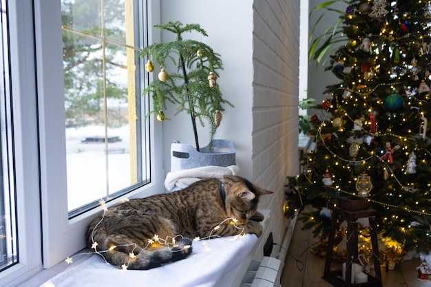 Il gatto rosicchia i fili della ghirlanda di LED Teppismo di un animale domestico Sabotaggio Danni all'arredamento Pericolo per l'animale scossa elettrica Natale Capodanno