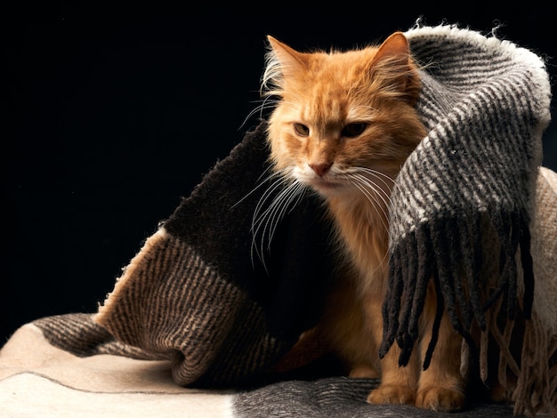 Il gatto rosso adulto con i baffi bianchi si siede su una coperta di lana