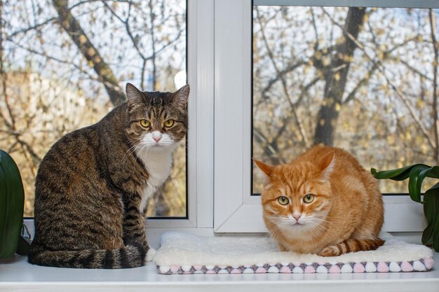 Il gatto rosso e grigio si siede sul davanzale della finestra