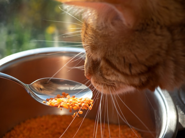 Il gatto rosso è interessato al nuovo cibo lenticchie rosse. Spazio copia.