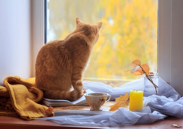 Il gatto rosso guarda fuori dalla finestra. Alberi gialli in background. Il concetto di solitudine nel mondo moderno.