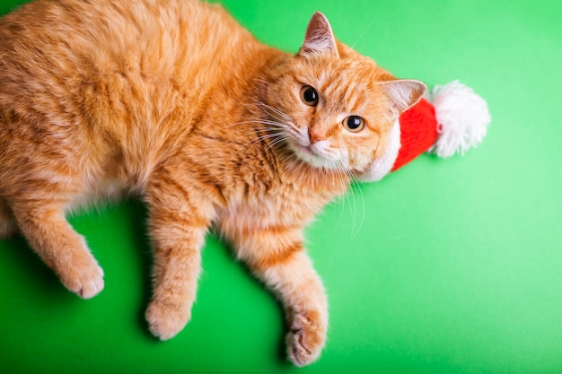 Il gatto rosso indossa il cappello di Babbo Natale su sfondo verde Concetto di Natale e Capodanno