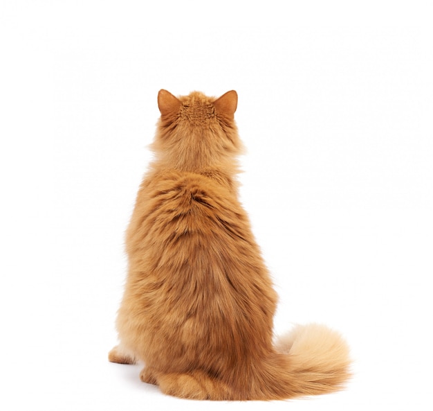il gatto rosso lanuginoso adulto si siede con la sua schiena