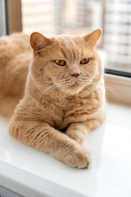 Il gatto rosso Scottish fold si trova sul davanzale della finestra