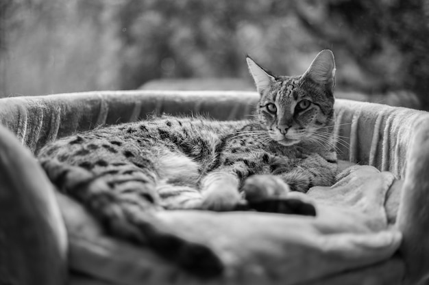 Il gatto Savannah si siede su un cuscino del piedistallo su uno sfondo di verde