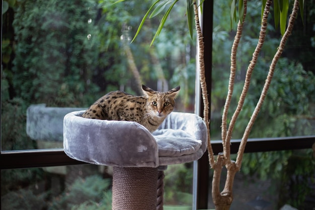 Il gatto Savannah si siede su un cuscino del piedistallo su uno sfondo di verde