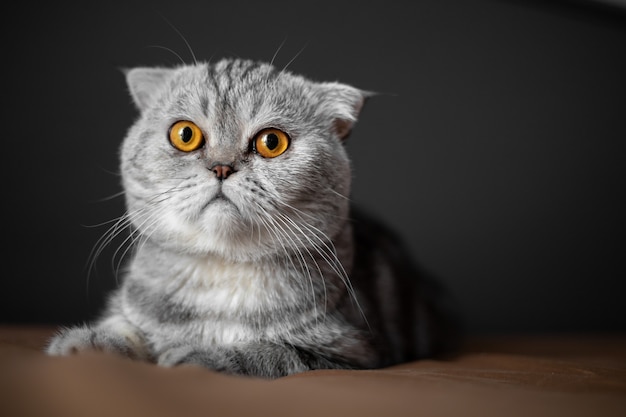 Il gatto Scottish Fold del primo piano è così carino.