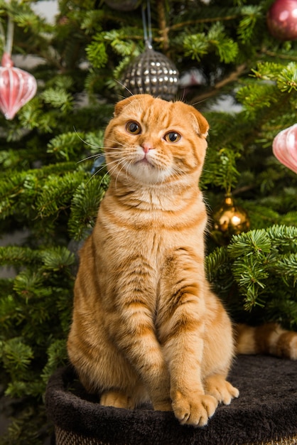 Il gatto Scottish Fold è seduto vicino all'albero di Natale