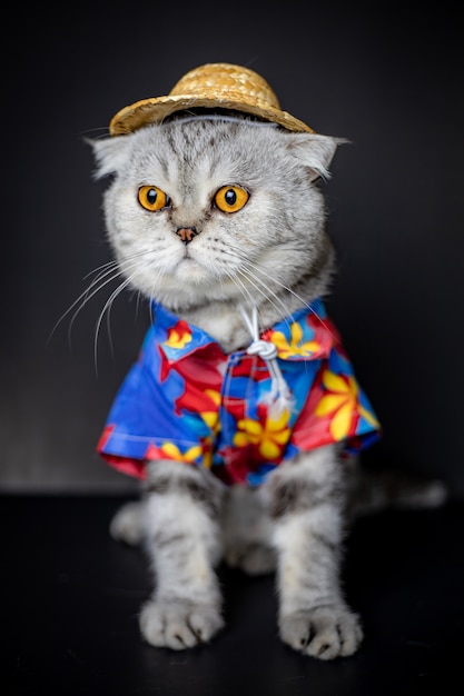 Il gatto Scottish Fold indossa camicia e cappello.