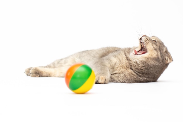 Il gatto Scottish Fold si trova con una palla isolata su bianco