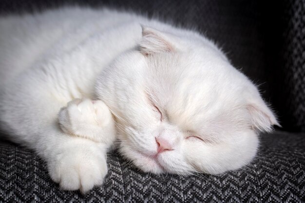 Il gatto scozzese di colore bianco sta dormendo