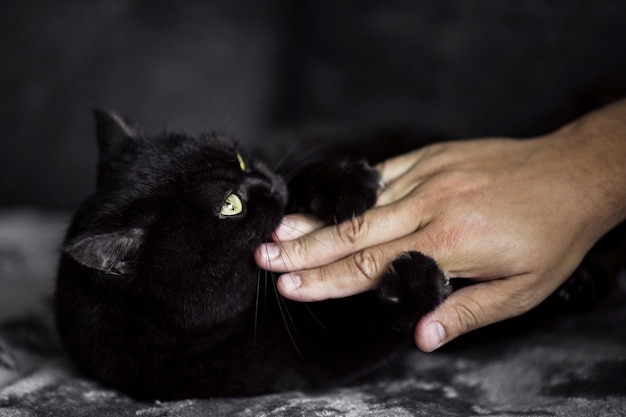 Il gatto scozzese di peluche nero morde giocosamente la mano di un uomo