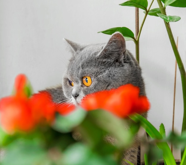 Il gatto scozzese grigio fa capolino da dietro un fiore in un vaso di casa