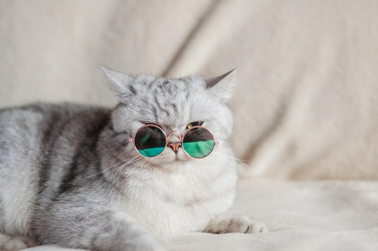 Il gatto scozzese indossa occhiali blu Gattino lanuginoso grigio chiaro