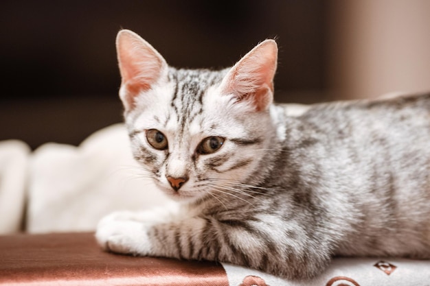 Il gatto sdraiato sulla casa con un bel colore di sfondo Gatto addormentato in casa su uno sfondo sfocato I gatti riposano dopo aver mangiato