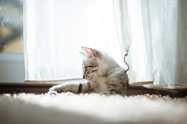 Il gatto sdraiato sulla casa con un bel colore di sfondo grigio gatto gioca con un giocattolo