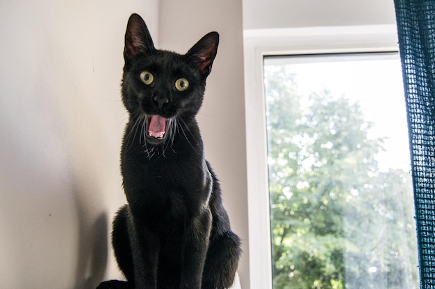 Il gatto seduto accanto alla finestra a casa