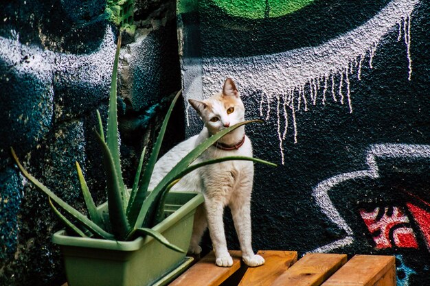 Il gatto seduto sulla pianta in vaso contro il muro.