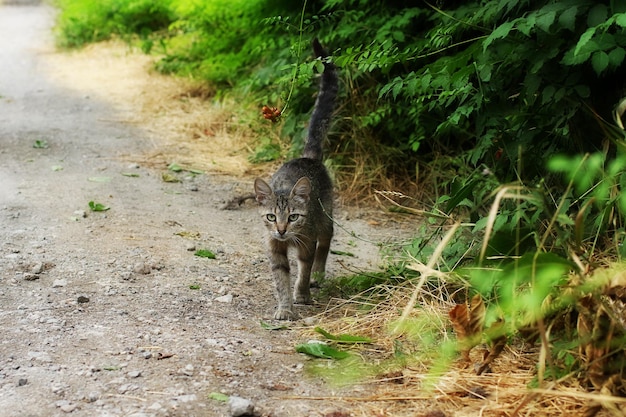 Il gatto selvatico cammina lungo la strada di campagna