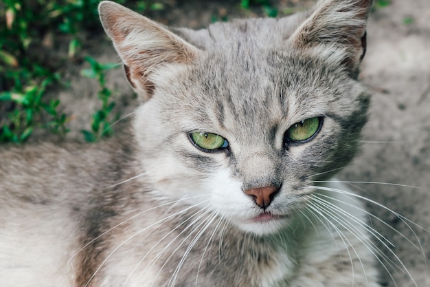 Il gatto senza casa guarda nel telaio. Foto di un gatto vicino. Gatto grigio con gli occhi verdi