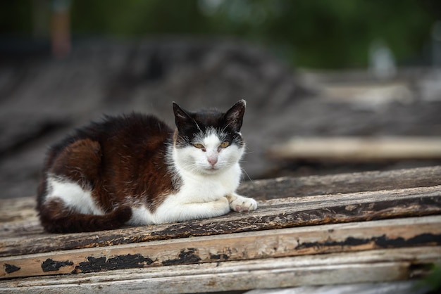 Il gatto senzatetto si siede sul tetto