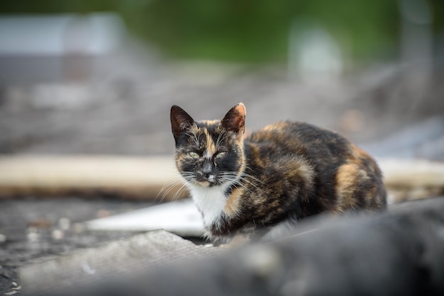 Il gatto senzatetto si siede sul tetto