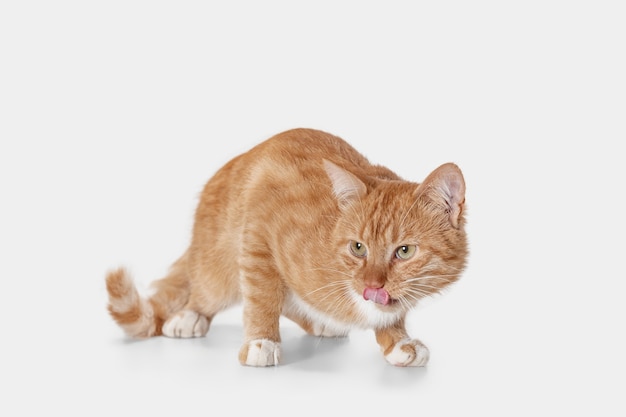 Il gatto serio rosso isolato su uno sfondo bianco in studio. Il concetto di emozioni degli animali