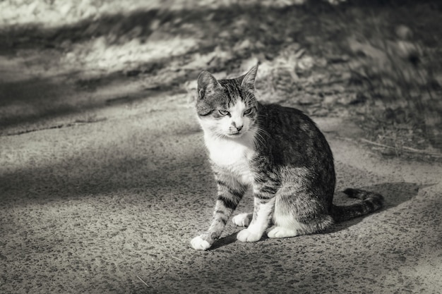 Il gatto serio si siede sulla strada