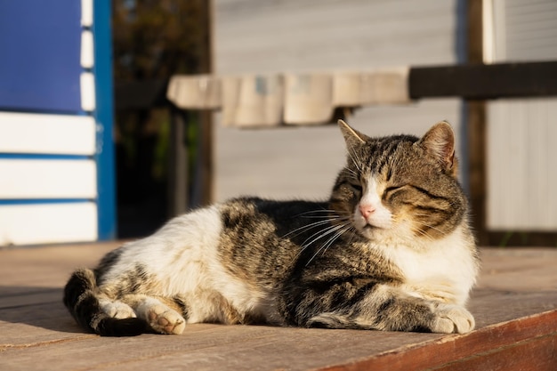 Il gatto si crogiola al sole