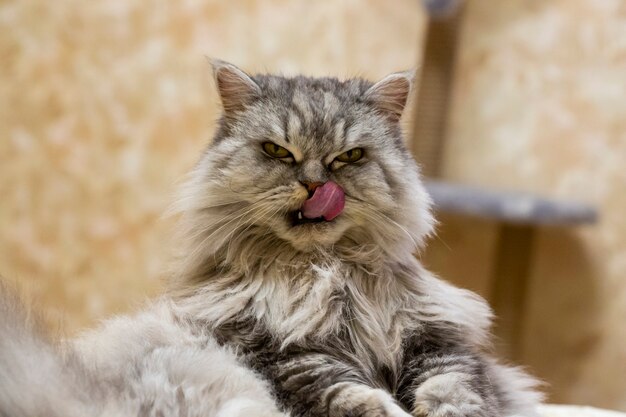 Il gatto si lecca le labbra dopo aver mangiato. Un gatto dritto purosangue delle Highland con uno sguardo severo da killer mostra la lingua dopo pranzo. avvicinamento