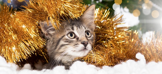 Il gatto si nasconde in un orpello giallo vicino all'albero di Natale