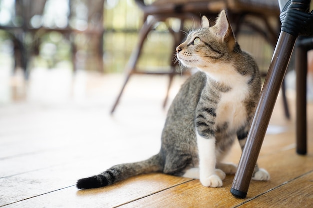 Il gatto si siede su un pavimento di legno vicino alla gamba della sedia.