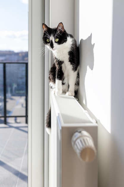 Il gatto si siede su un termosifone vicino alla finestra. Il gatto è riscaldato sul radiatore.