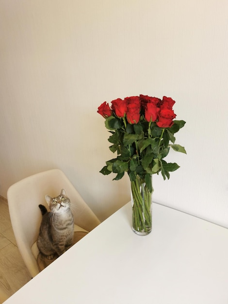 Il gatto si siede su una poltrona accanto a un mazzo di rose rosse in un vaso di vetro sul tavolo