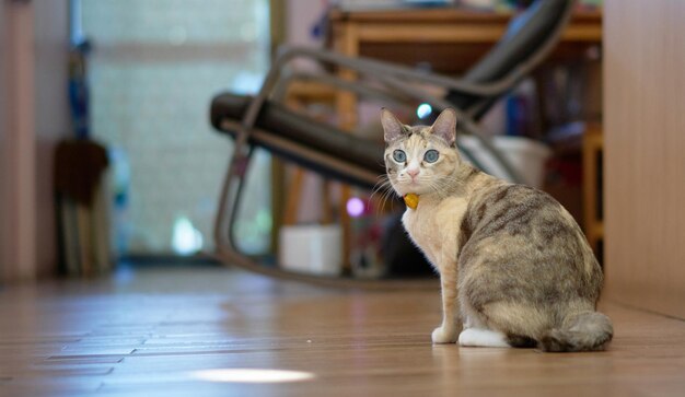 Il gatto si siede sul pavimento del soggiorno