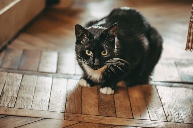 Il gatto si siede sul pavimento e sembra un gatto bianco e nero diffidente, non di razza