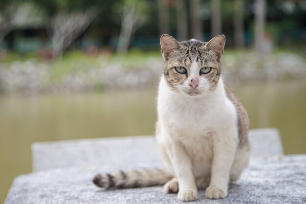 Il gatto si siede sul tavolo