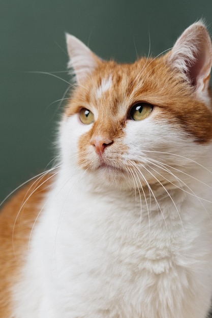 il gatto si siede sullo sfondo e guarda la telecamera