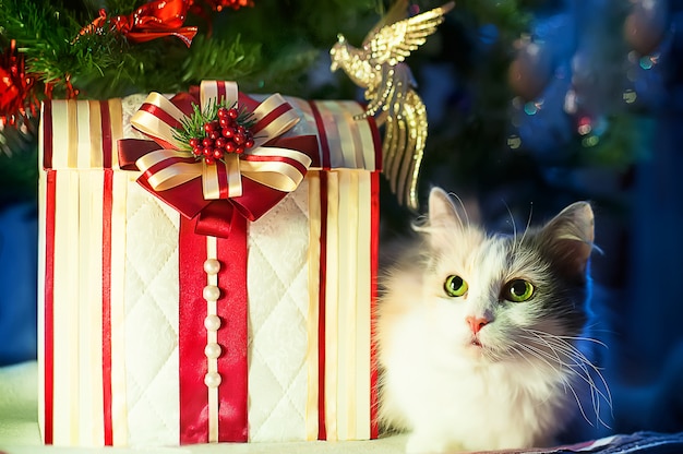 Il gatto si trova con i regali sotto l&#39;albero di Natale